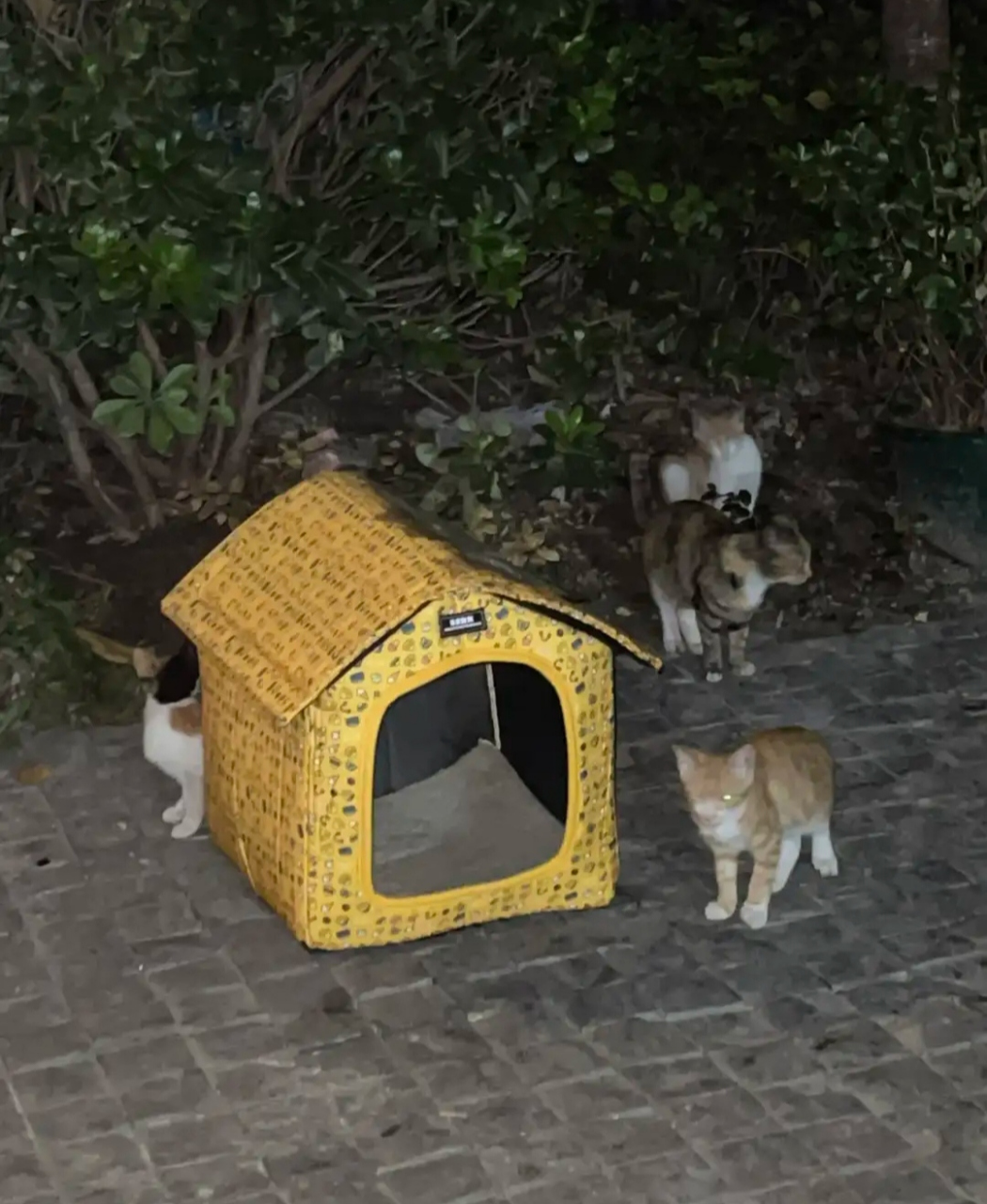 好心人可以在条件允许的情况下,给流浪猫提供一个小窝,哪怕是纸箱子