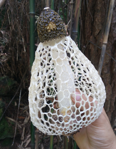 今天,我将为你揭秘竹荪泡发的正确方法,让你轻松掌握这个美味菌类