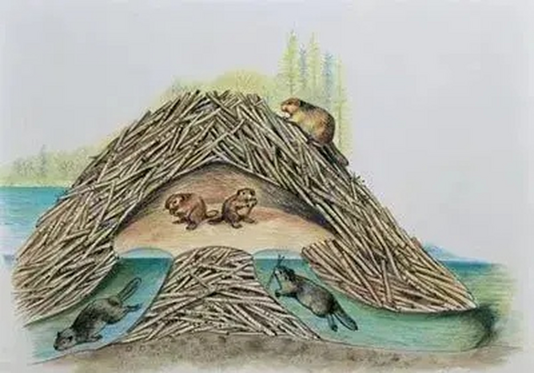 一直以来,很喜欢海狸建的房子,干净整齐温暖安全温馨