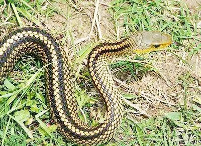 农村老人说:家里来蛇不能打,为什么不能打呢?有啥道理