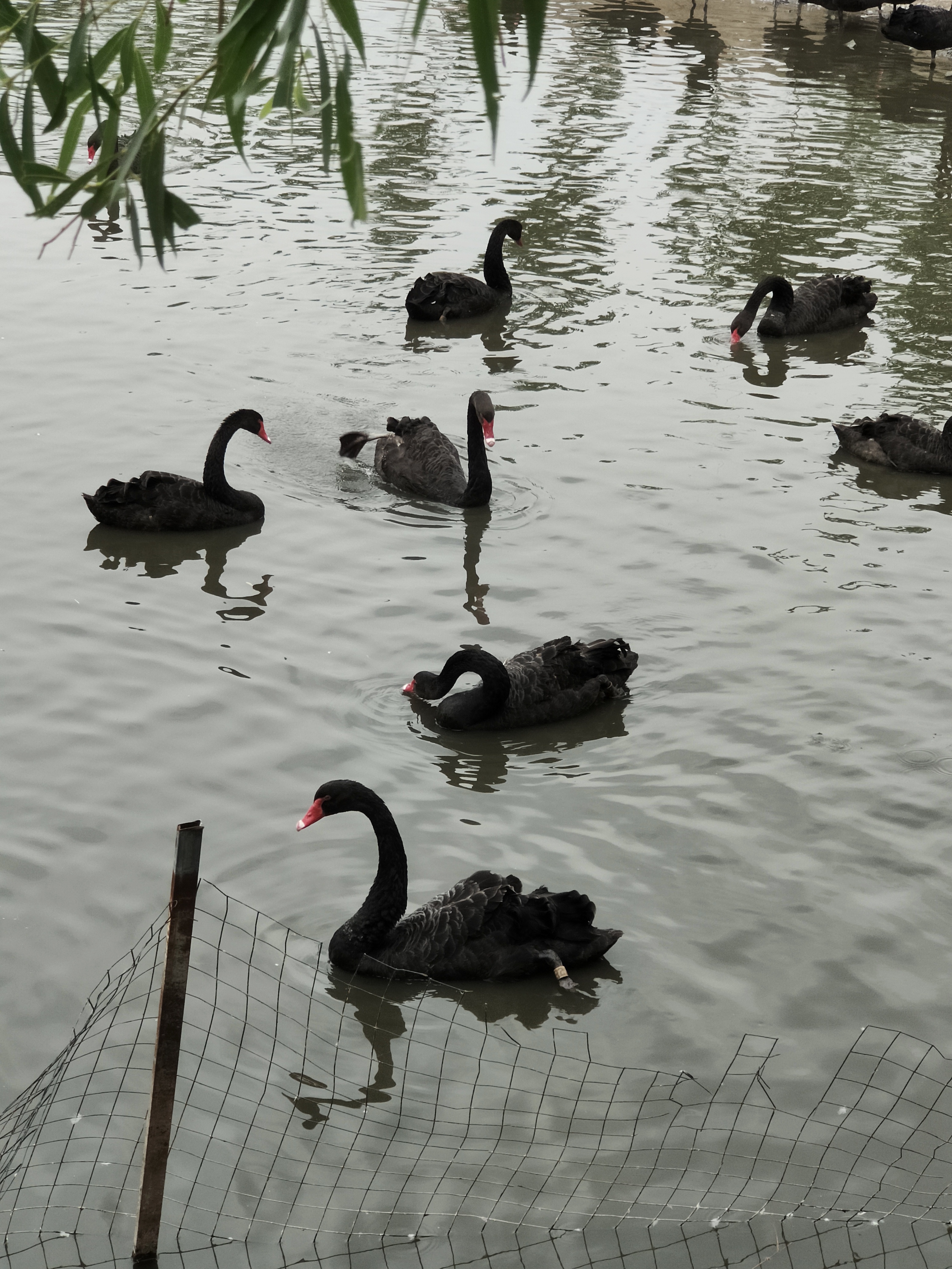 黑天鹅苗成年黑天鹅观赏水禽