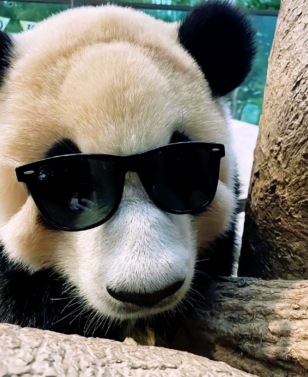 熊猫戴墨镜表情包图片