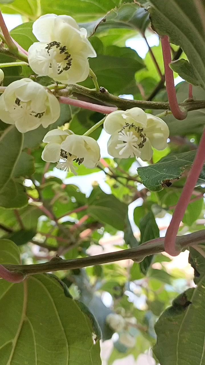 軟棗獼猴桃開花