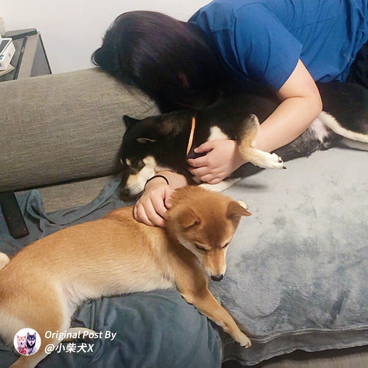 养狗真好,就是有点废手  抱着小x睡觉, 小u立刻跑过来一趴,要求同等