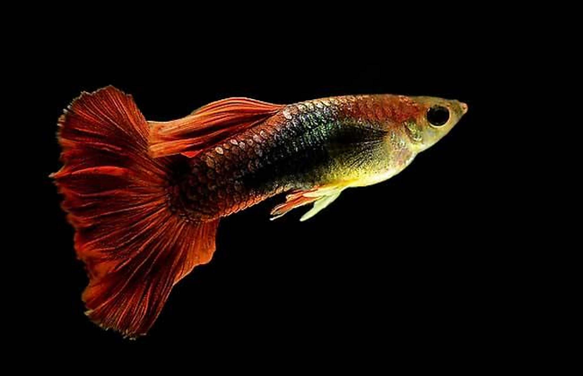 孔雀鱼体形修长,其形态变化主要在尾鳍,常见的尾鳍形态有:圆尾,尖尾