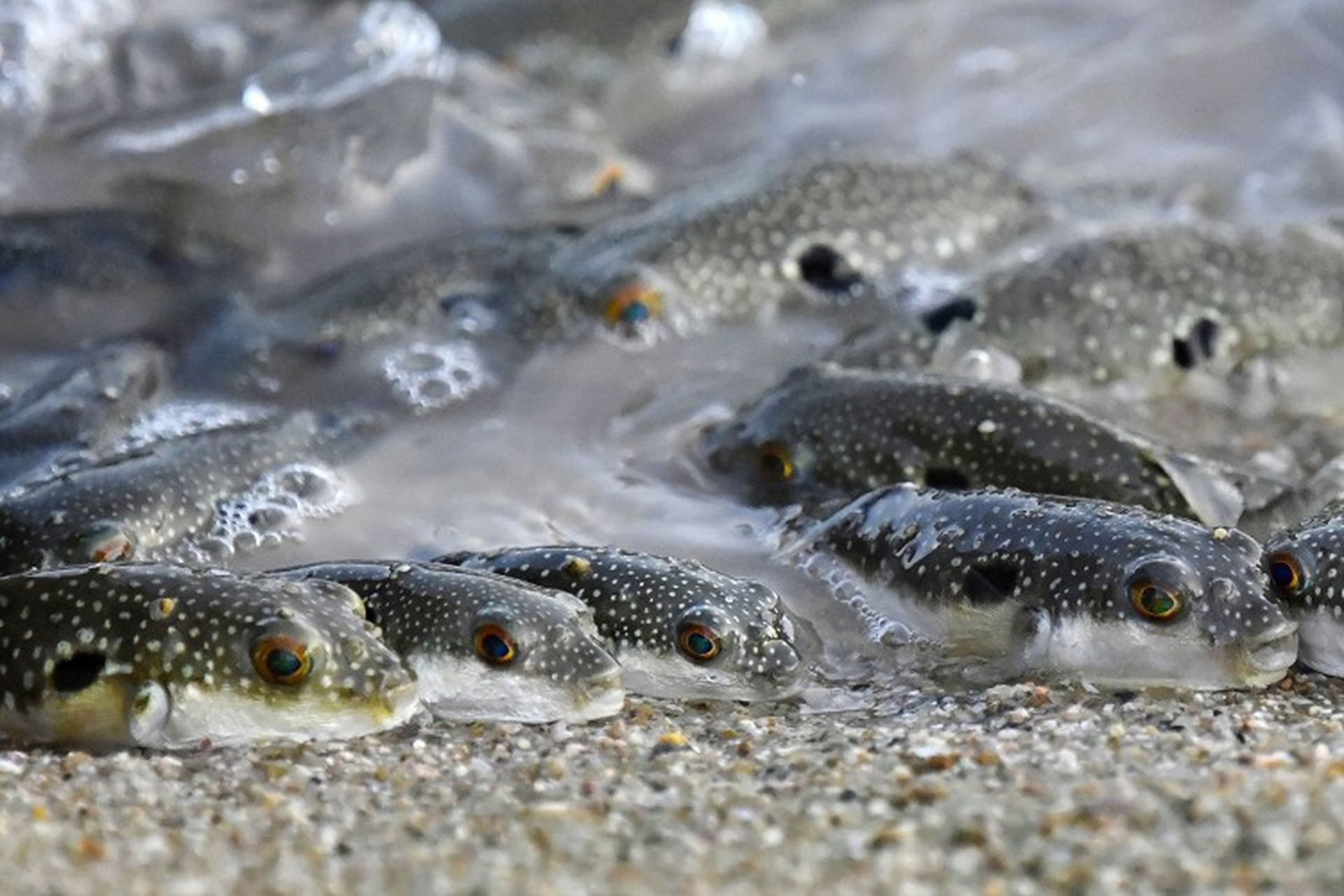 太平洋河豚产卵季 星点东方鲀(grass puffer)聚集在浅水区沙滩产卵