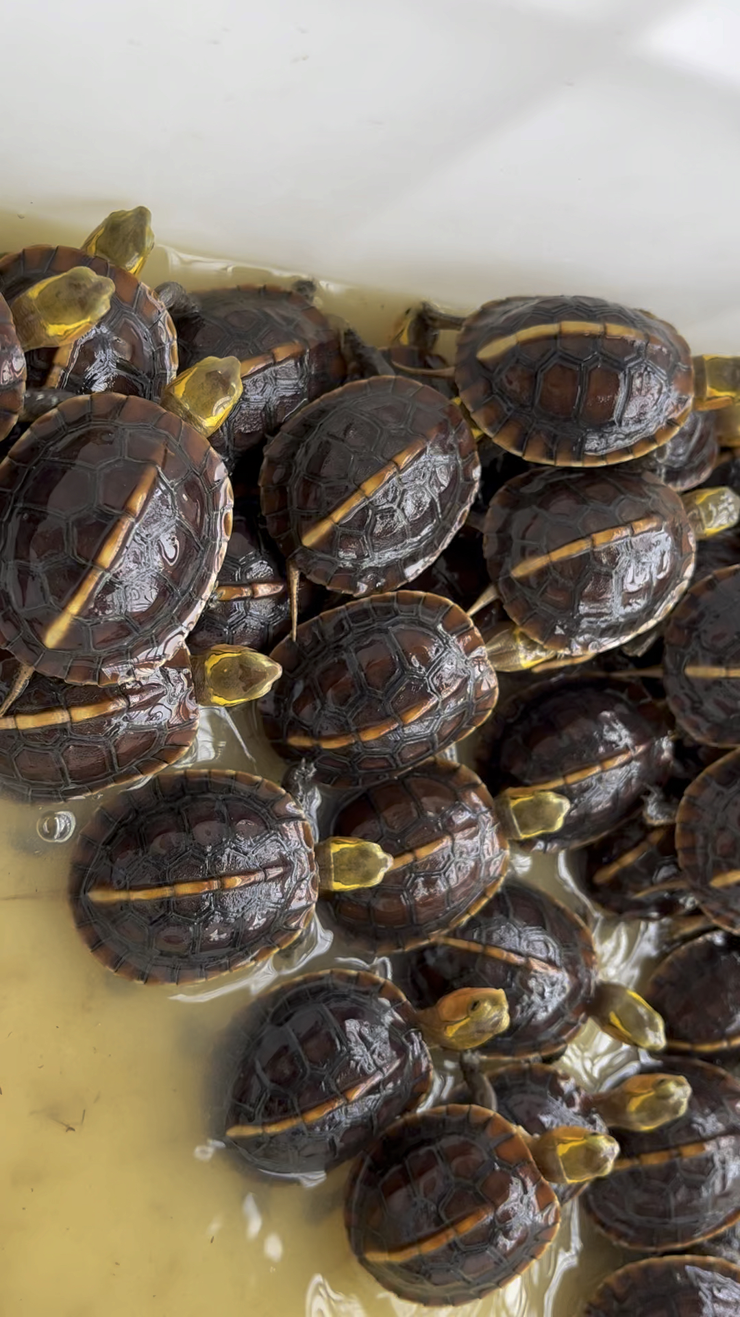 安缘龟,偏陆养殖的龟,本养殖地专注养殖黄缘龟