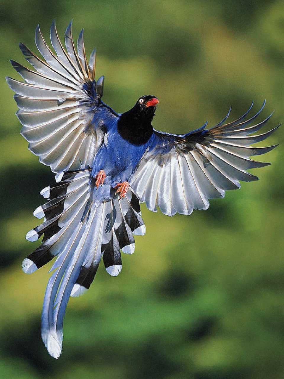 台湾蓝鹊,又叫长尾山娘,是一种体型较大的深蓝色鸟类