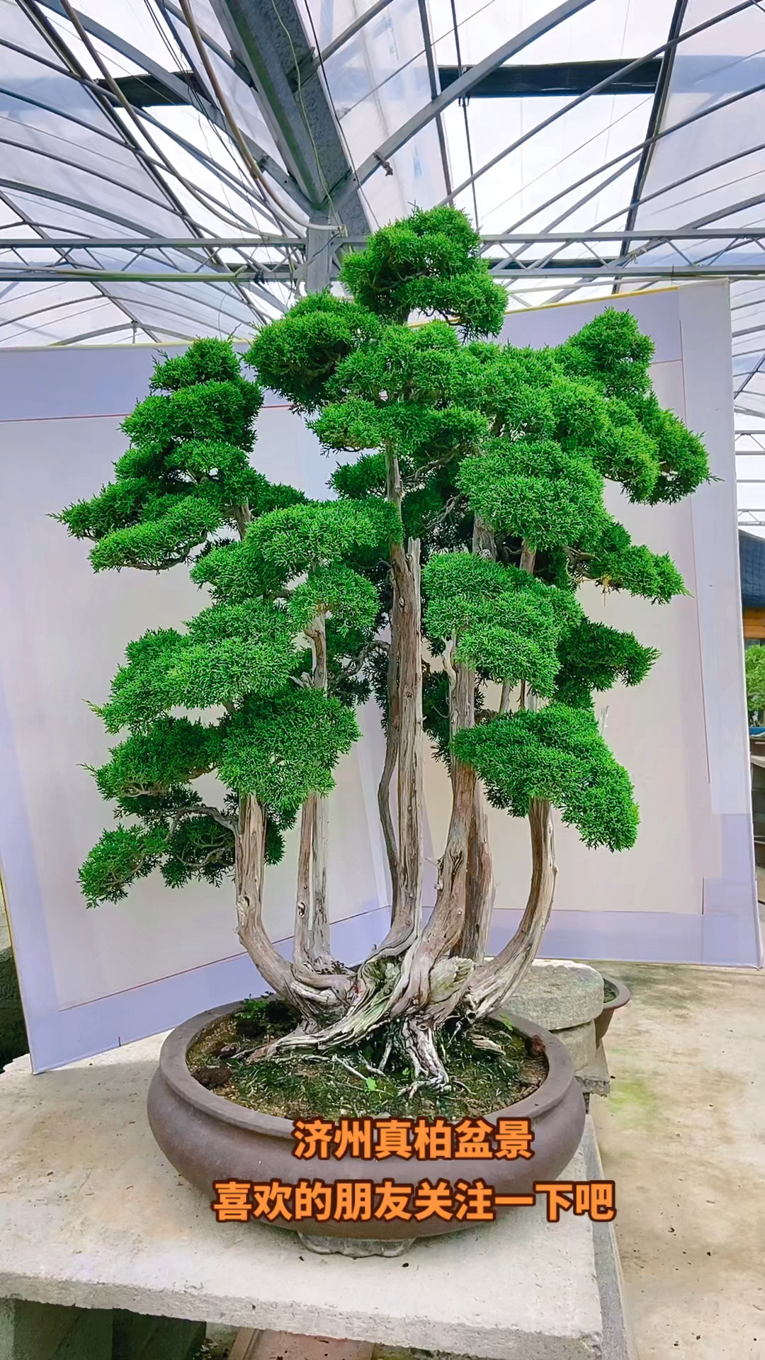 丛林济州真柏盆景老气度十足喜欢的朋友关注一下
