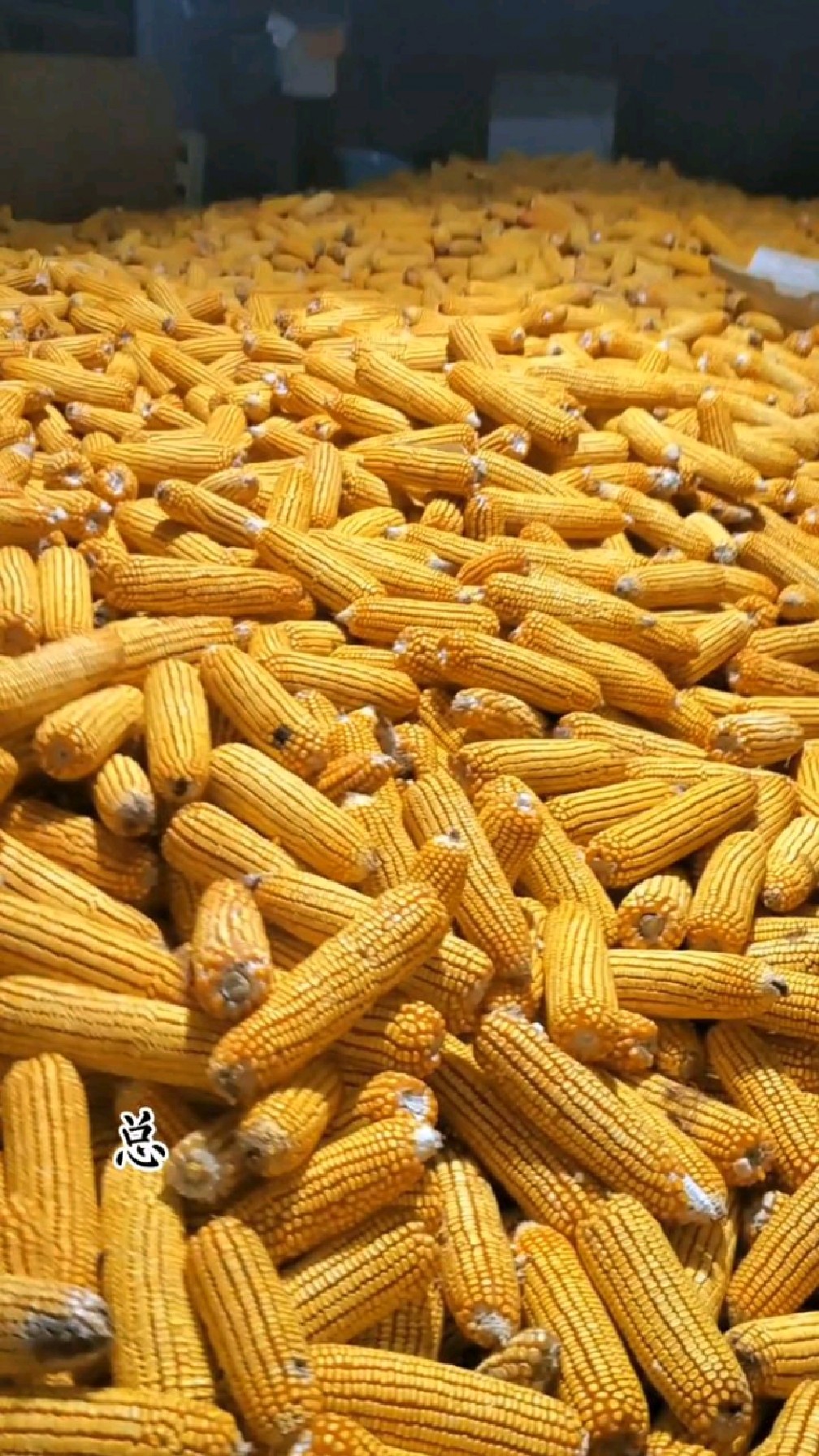 云南普洱景谷农村,丰收玉米