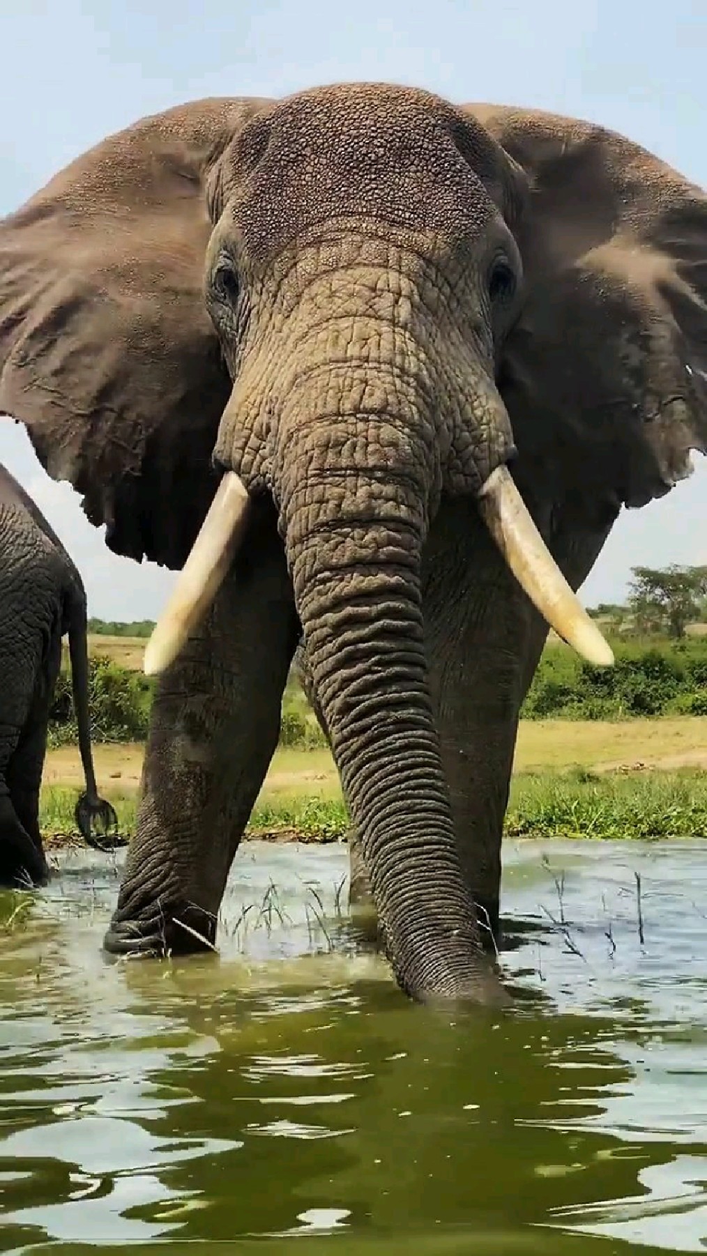 站在河边饮水的大象