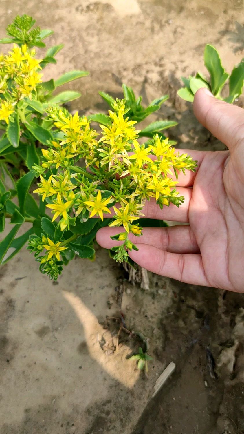 養心菜開花了,養心又補鈣,適合中老年人-度小視