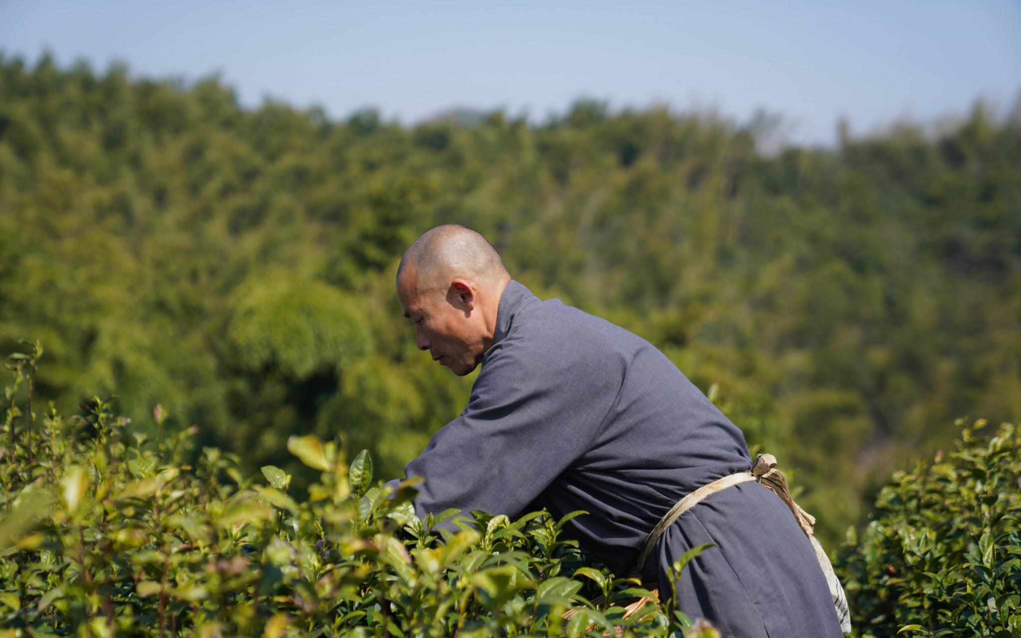 美麗餘杭之徑山寺徑山茶