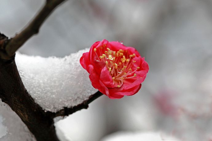 古风《雪梅颂》