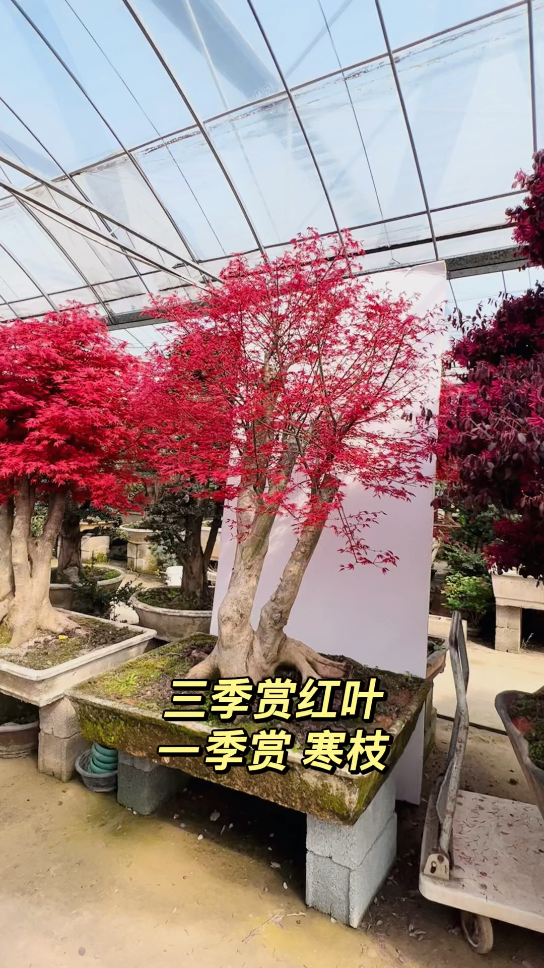 曰本红舞姬盆景,喜欢的关注一下吧-度小视