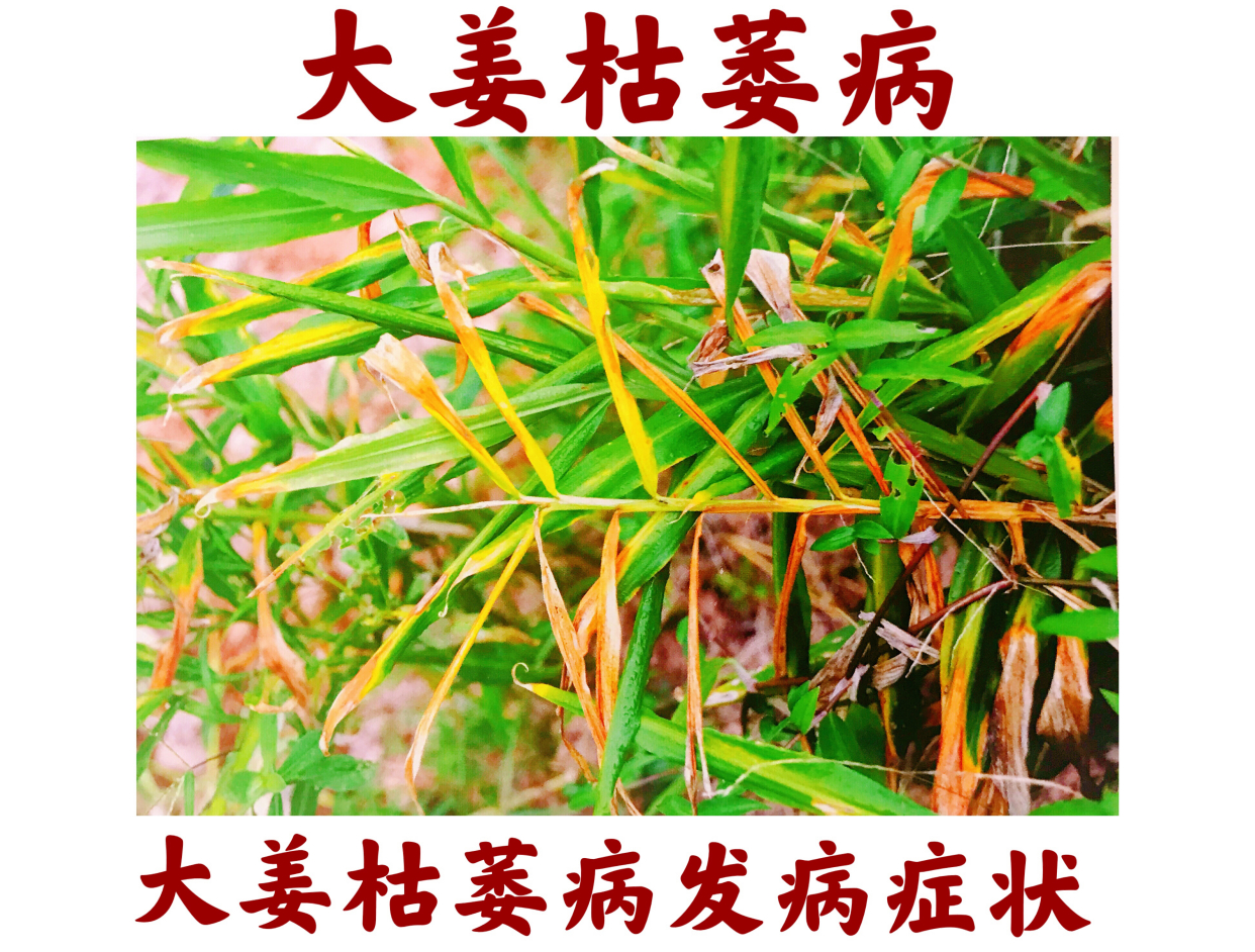 大姜枯萎病的症状与防治方法