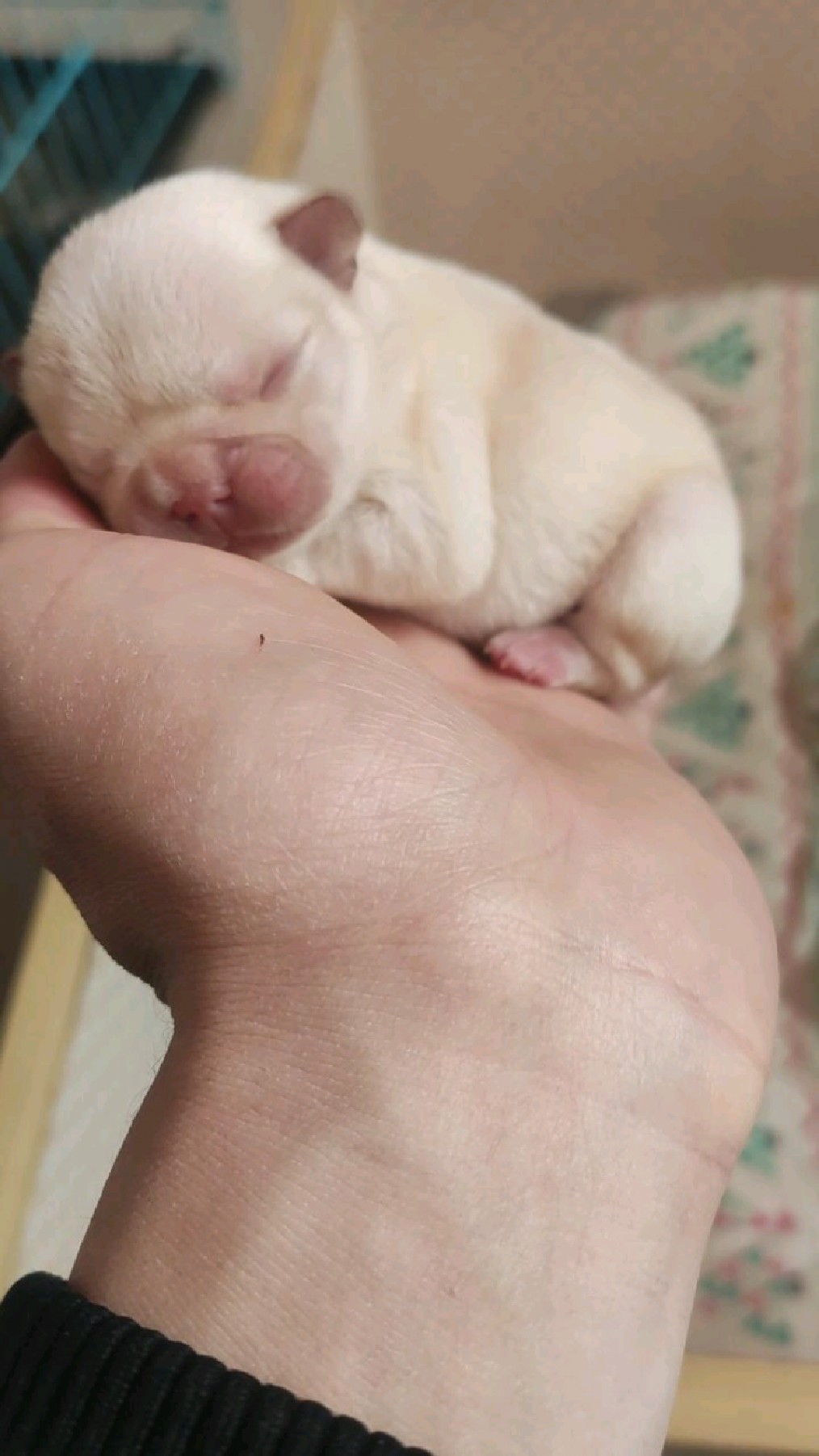 出生第三天的法斗小宝宝,你也太可爱啦