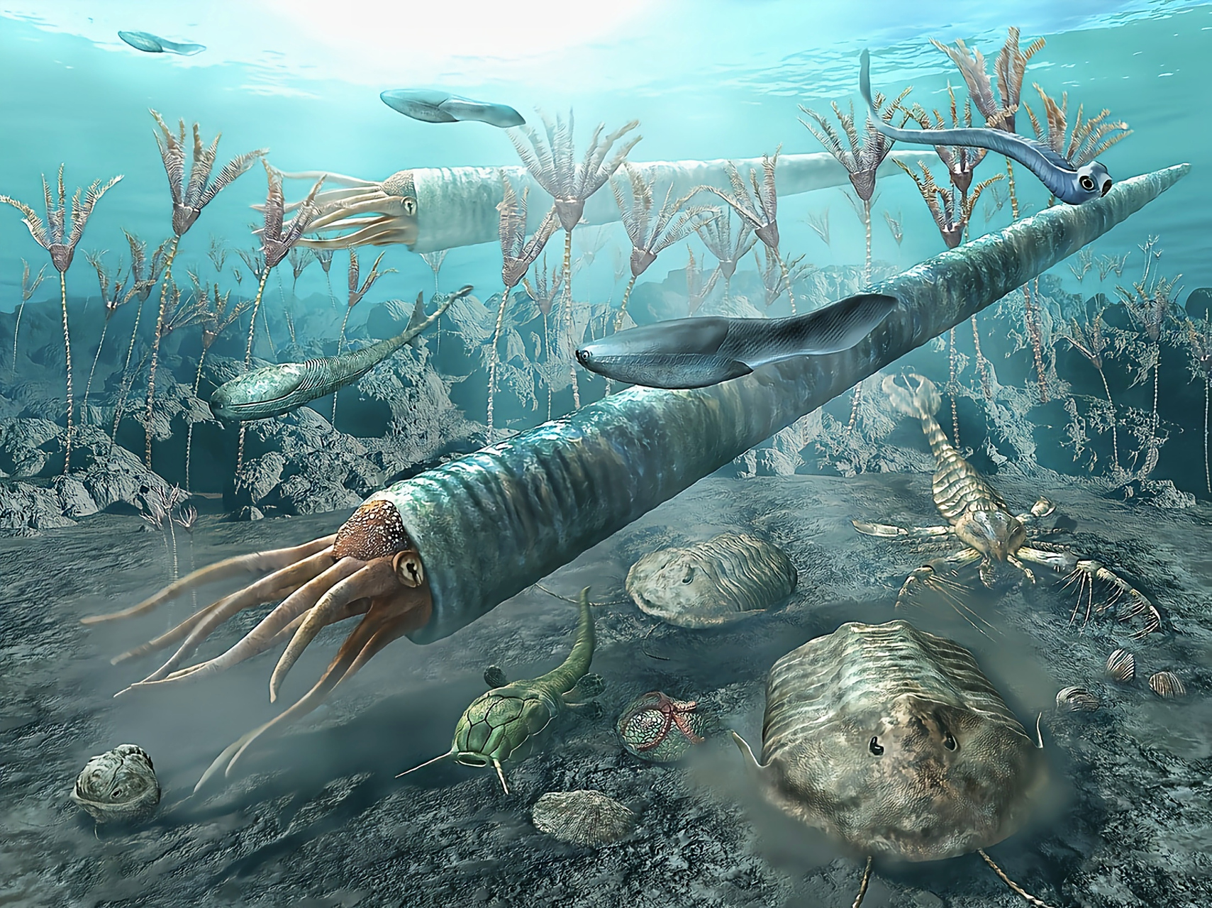 远古生物探秘——房角石 房角石是一种已经灭绝的头足纲生物,它长有长