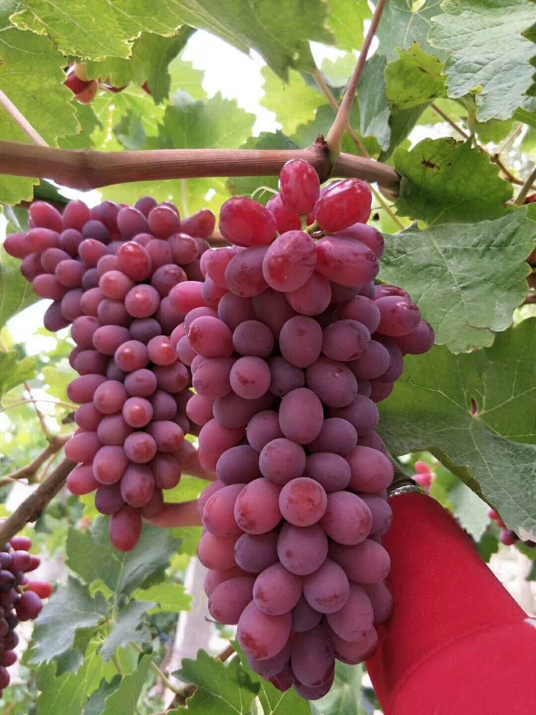 漂亮美味的水果