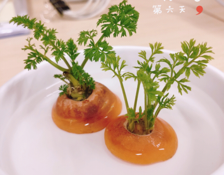 水培胡萝卜的方法和步骤