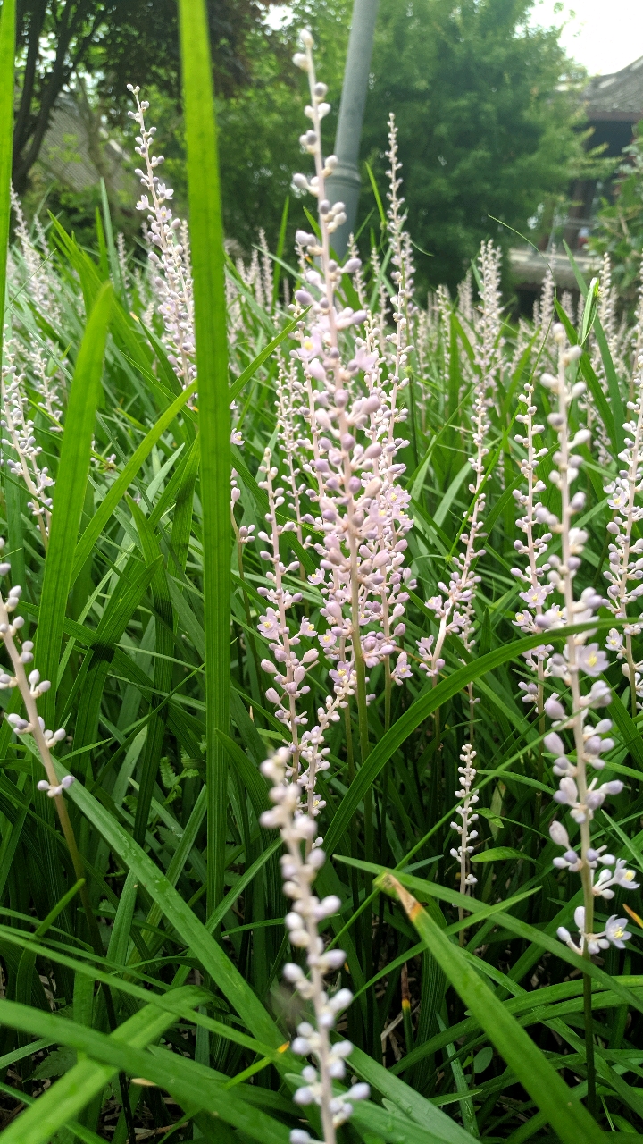 沿阶草叶色终年常绿,花株直挺淡雅!