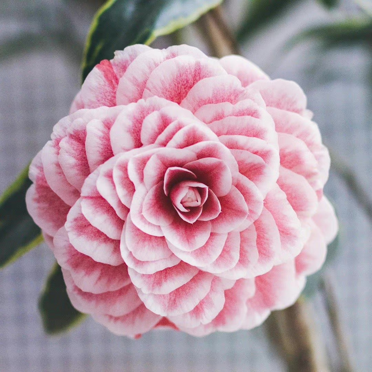 十八学士,永远是我最爱的茶花! 67