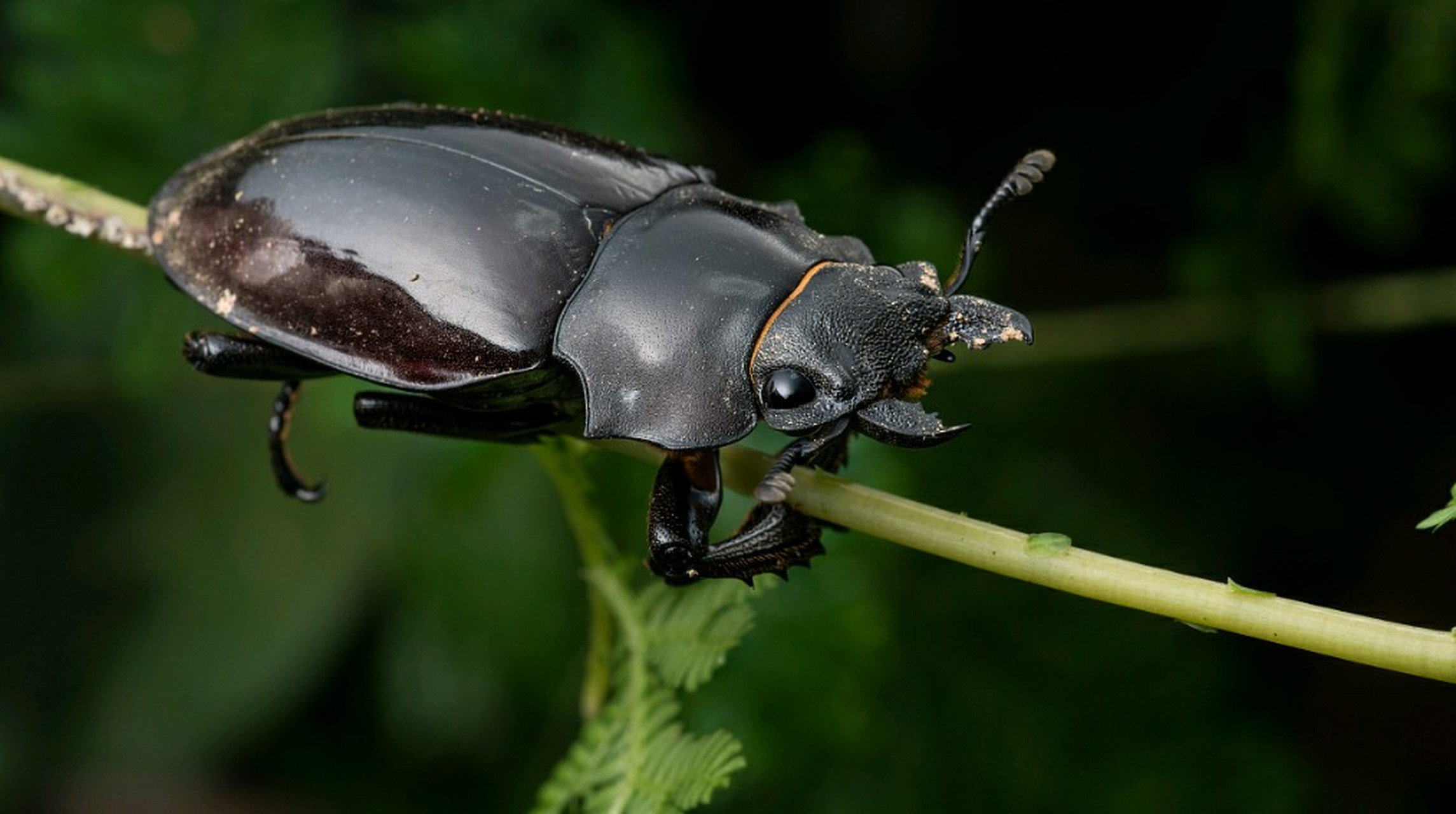 三十年前,在田里捉来叩头虫,放在手指上让它不停地叩头,看它会不会叩