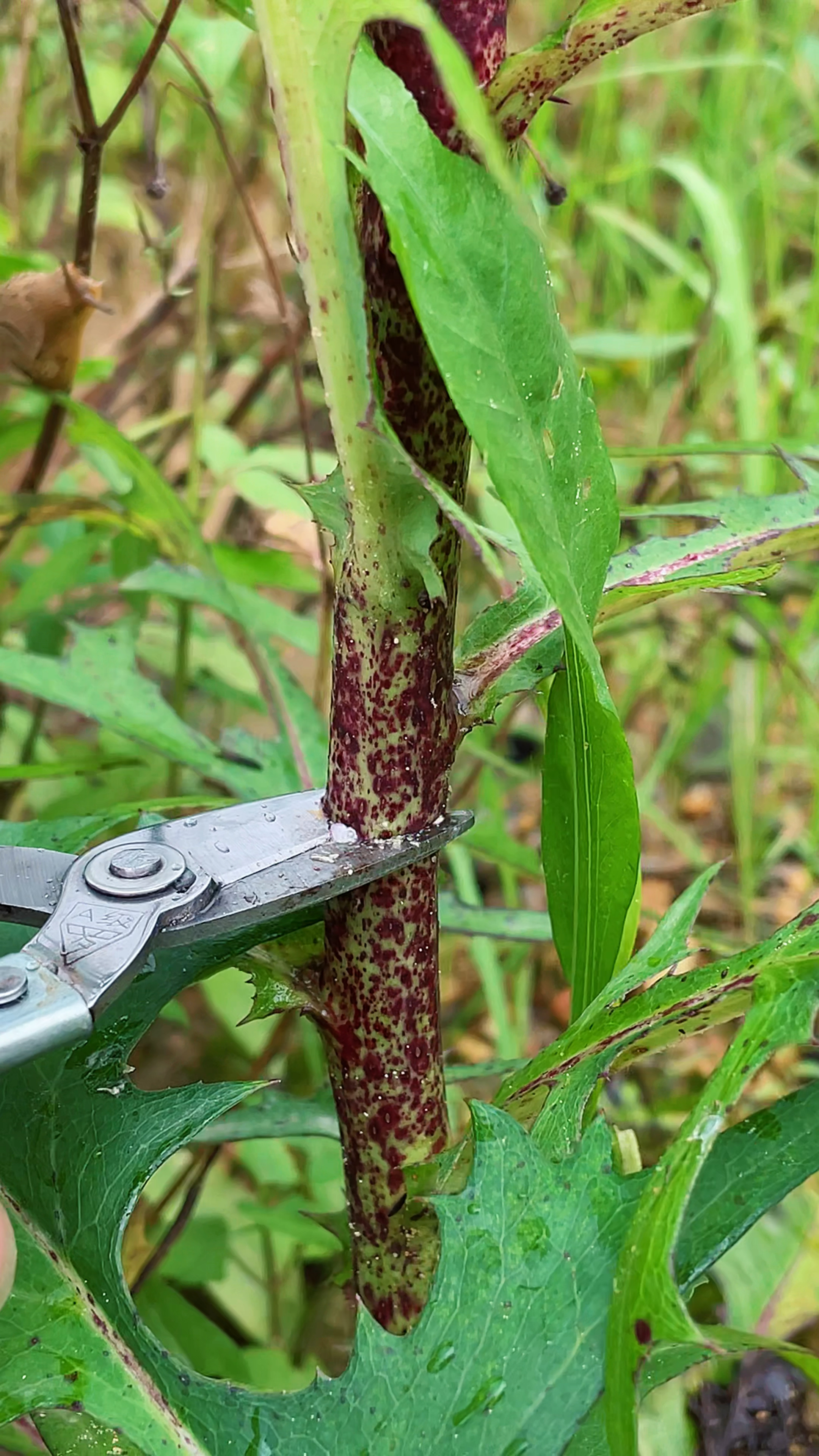 农村常见的这种植物,它叫翅果菊,遇见摘点回家