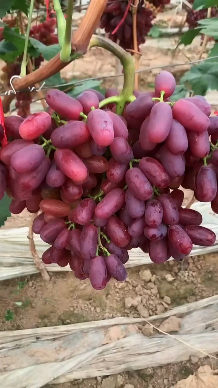 巨盛一号葡萄苗早熟丰产性强树势旺盛植株长势健壮根系发达耐严寒