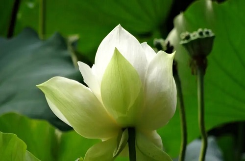 绿牡丹荷花碧绿如玉,稀世罕见