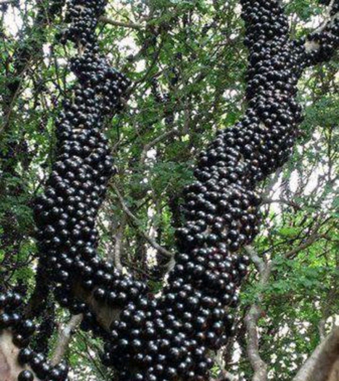 酷似葡萄"黑加仑",卖价贵又好吃的巴西嘉宝果,为何无人种植?