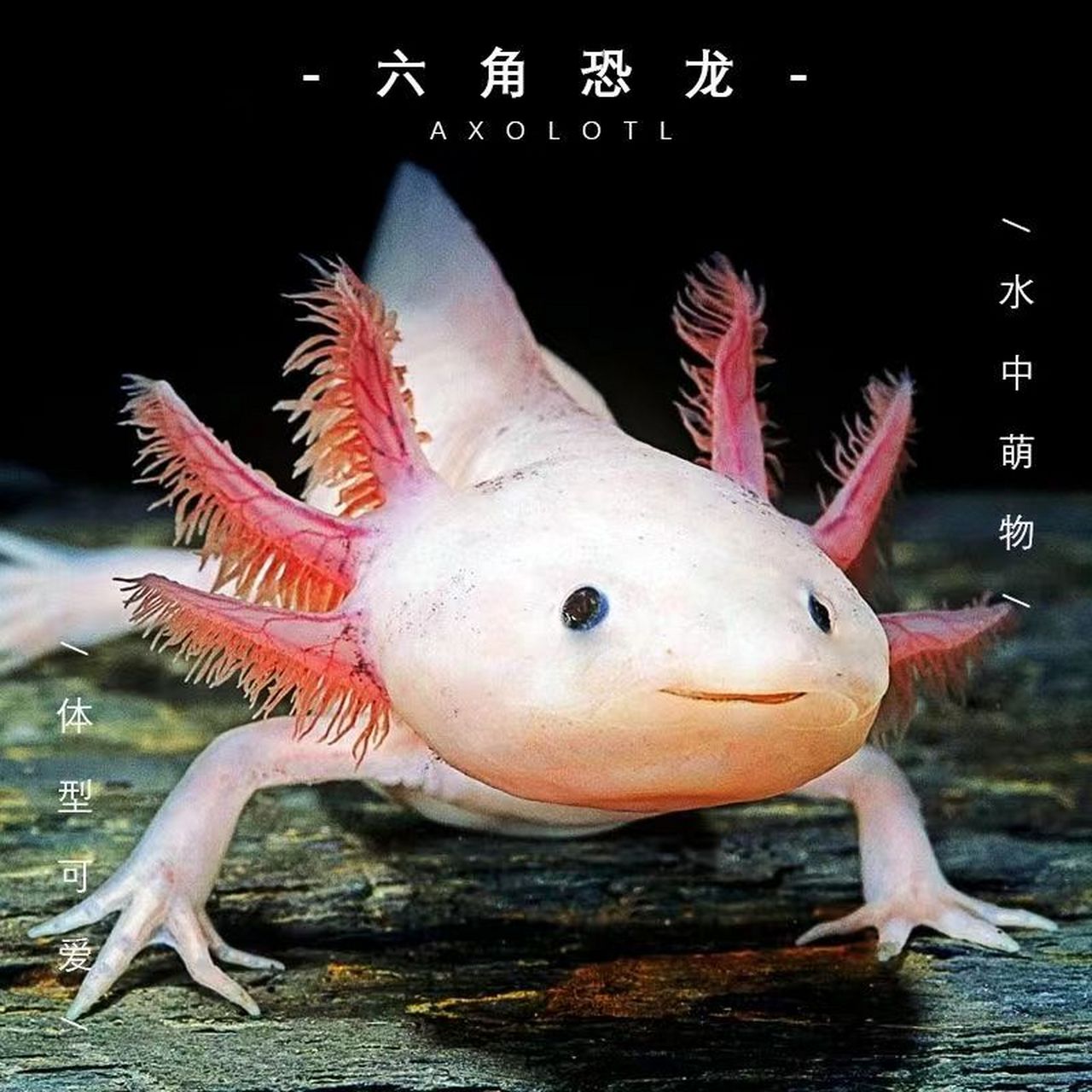 墨西哥钝口螈(英文名称:axolotl),又名美西螈,俗称六角恐龙,是水栖的