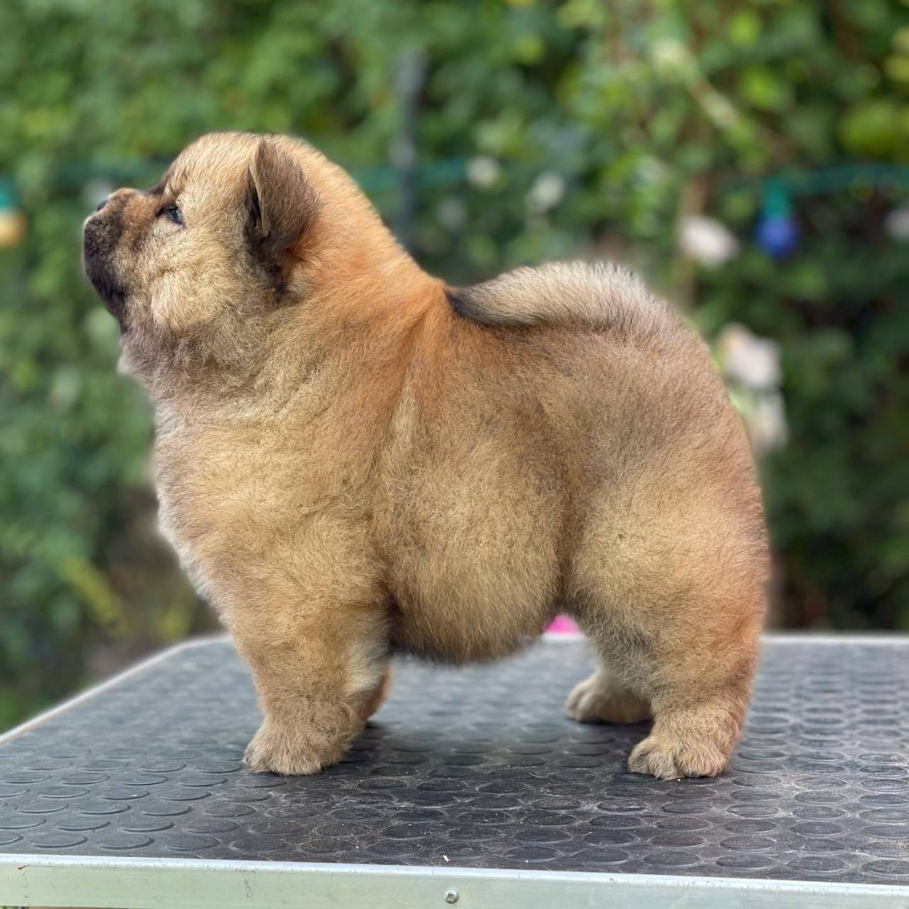 我是优秀军训小标兵  ig:chowchow_blue_mystery 67