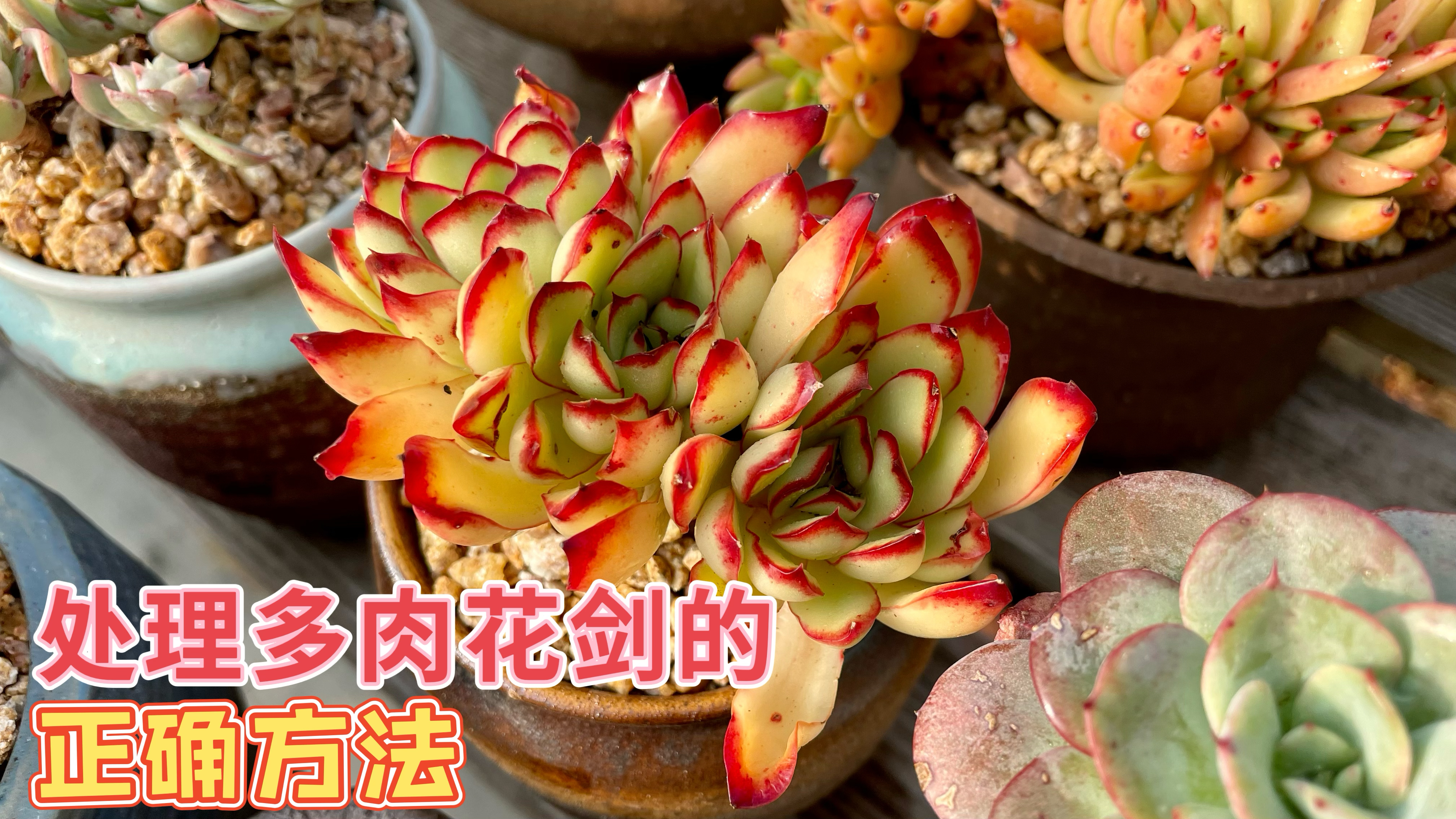 多肉植物开花后你知道怎么处理花剑吗?正确的处理方法在视频里