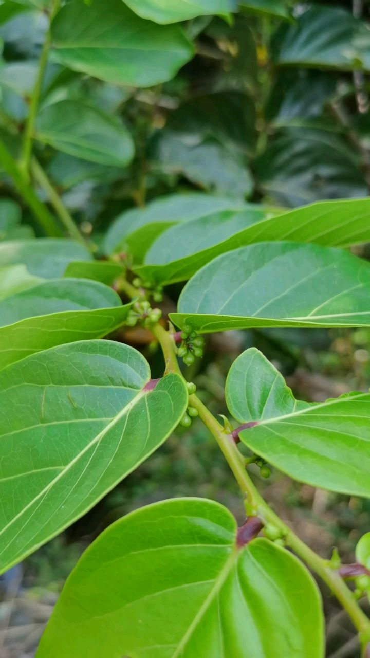 大岭山厚叶算盘子