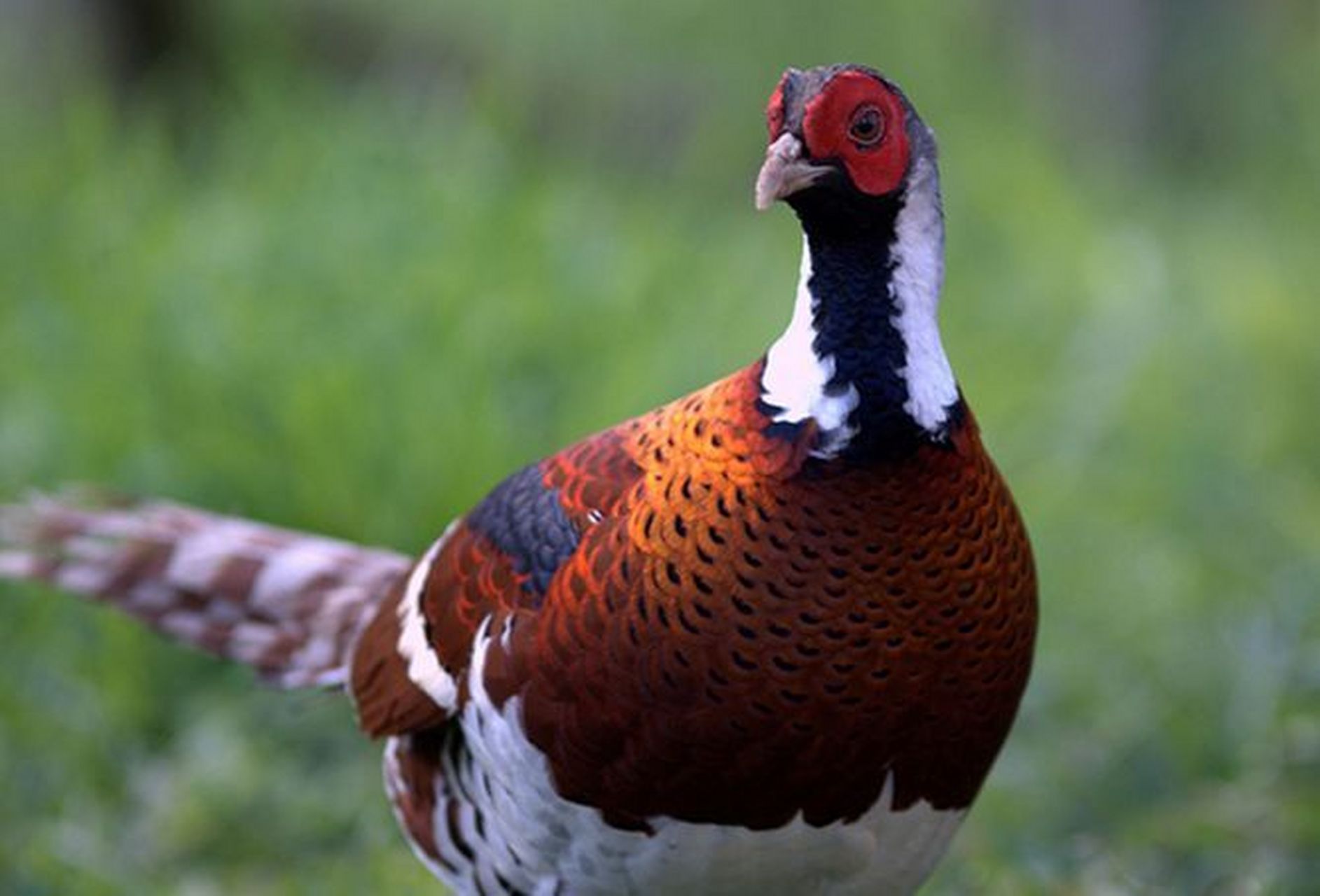 哪些有点"刑"的鸟类——白颈长尾雉 白颈长尾雉是我国特有物种,国家一