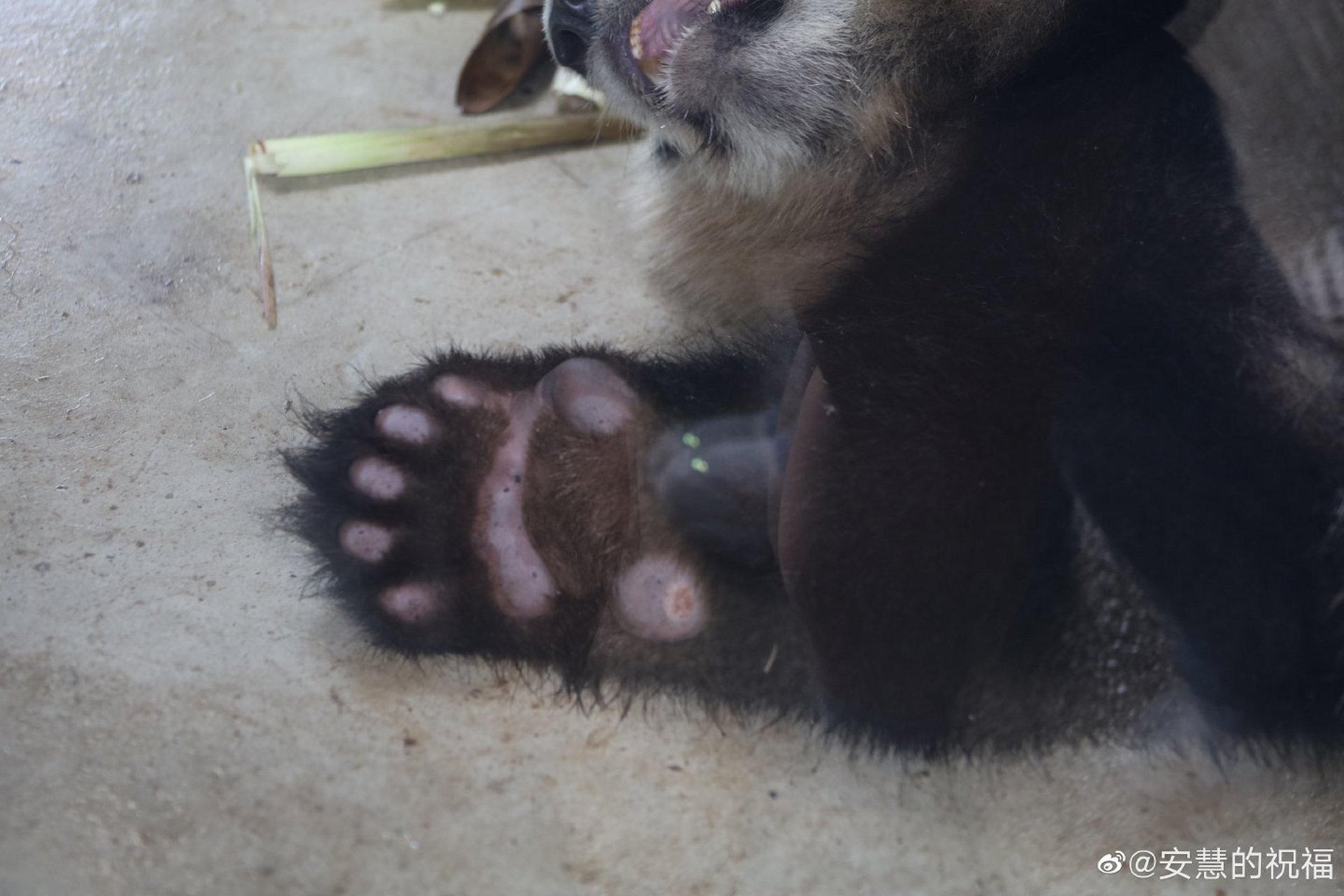 这是大熊猫绩笑的手掌,能很明显的看出来磨破了,甚至还有新长出来的的
