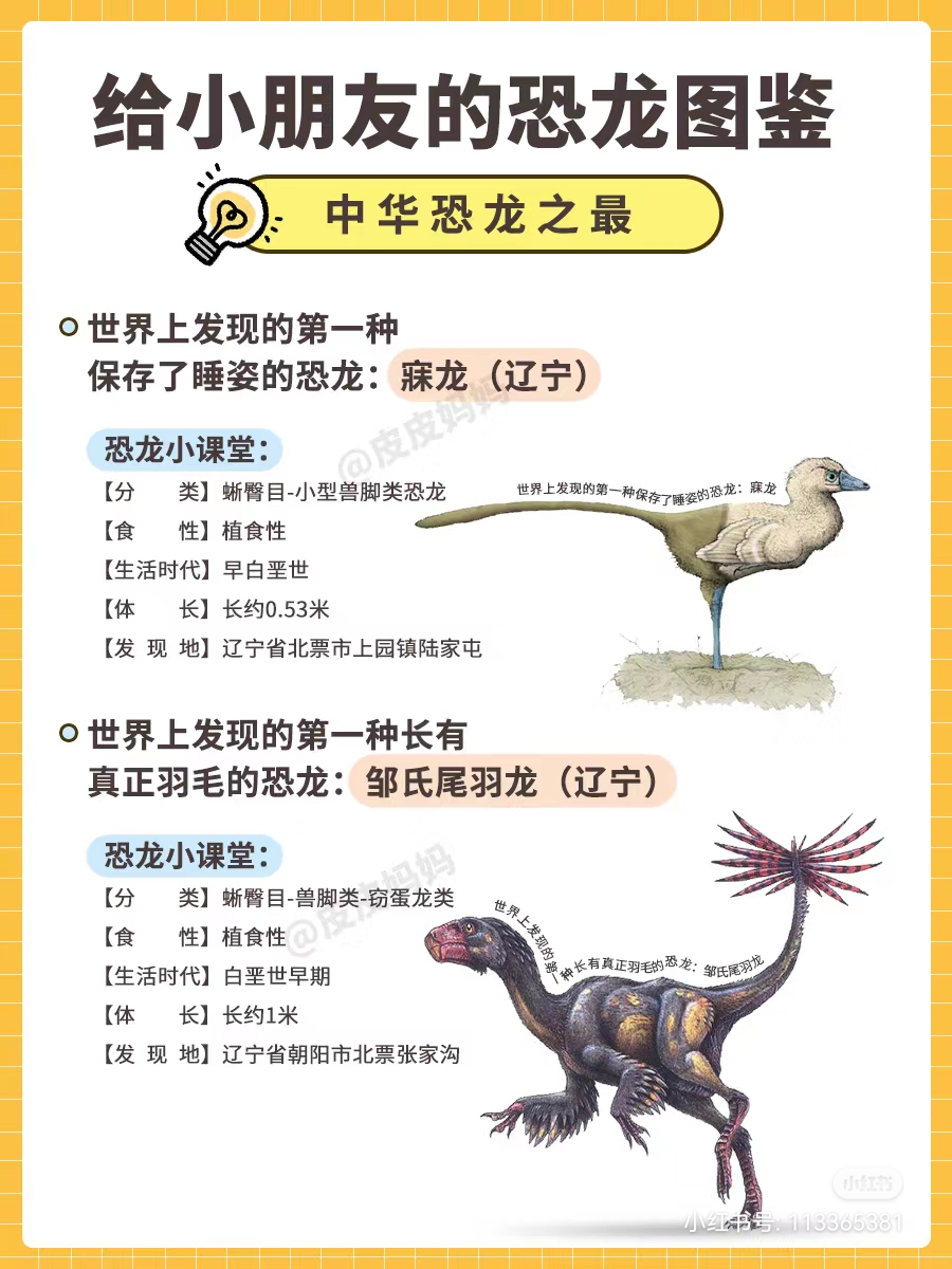 中华丽羽龙图片图片