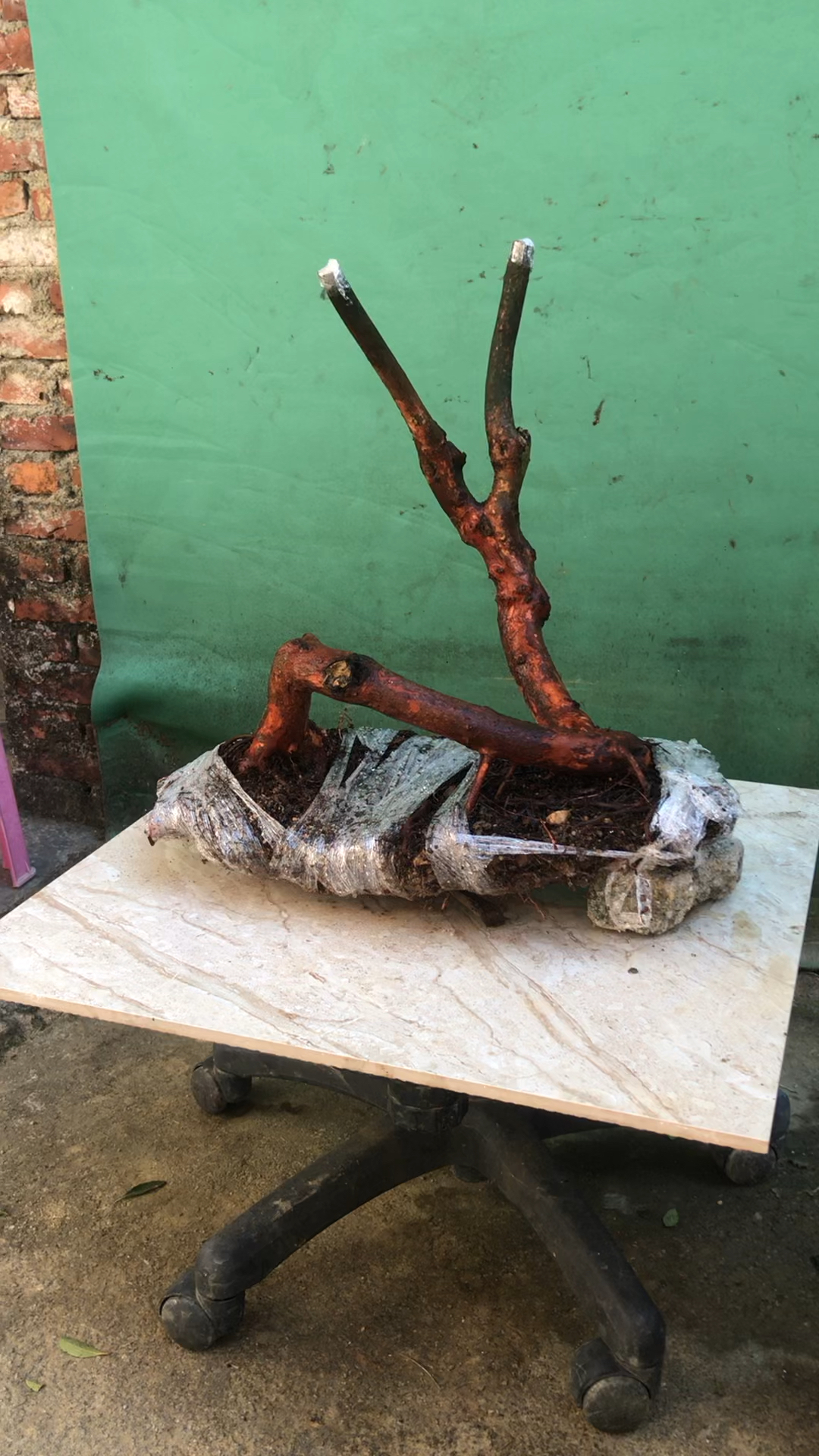 桃金娘过桥桩,盆景素材