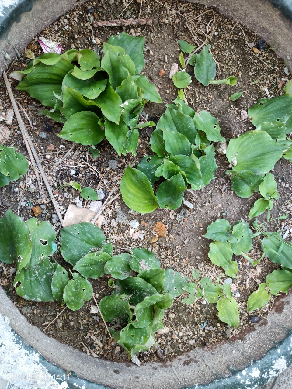 植物,好吃的山奈(沙姜)