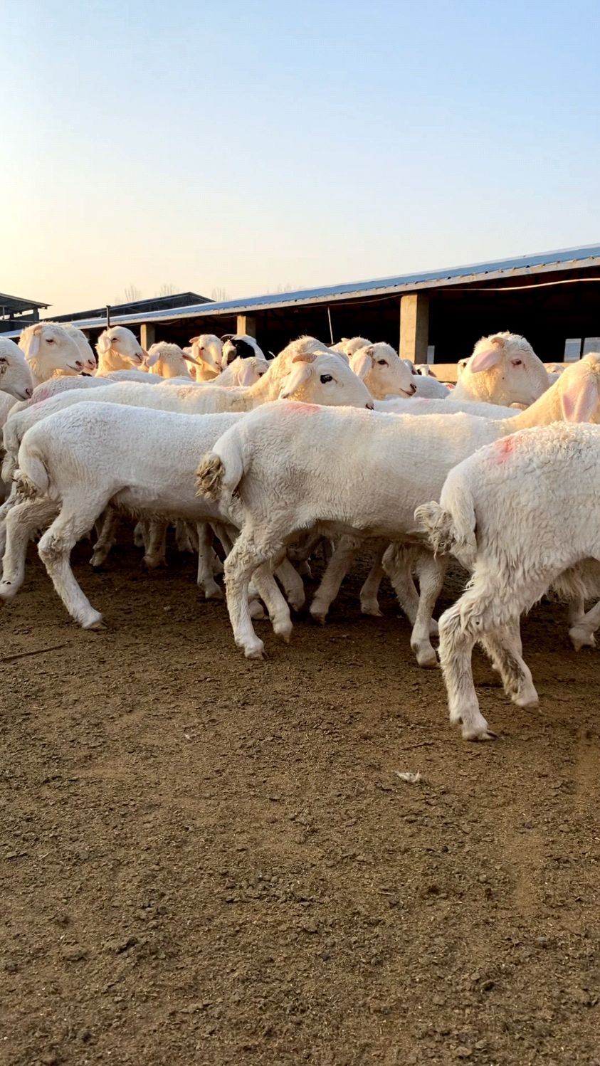 "小尾寒羊""湖羊"