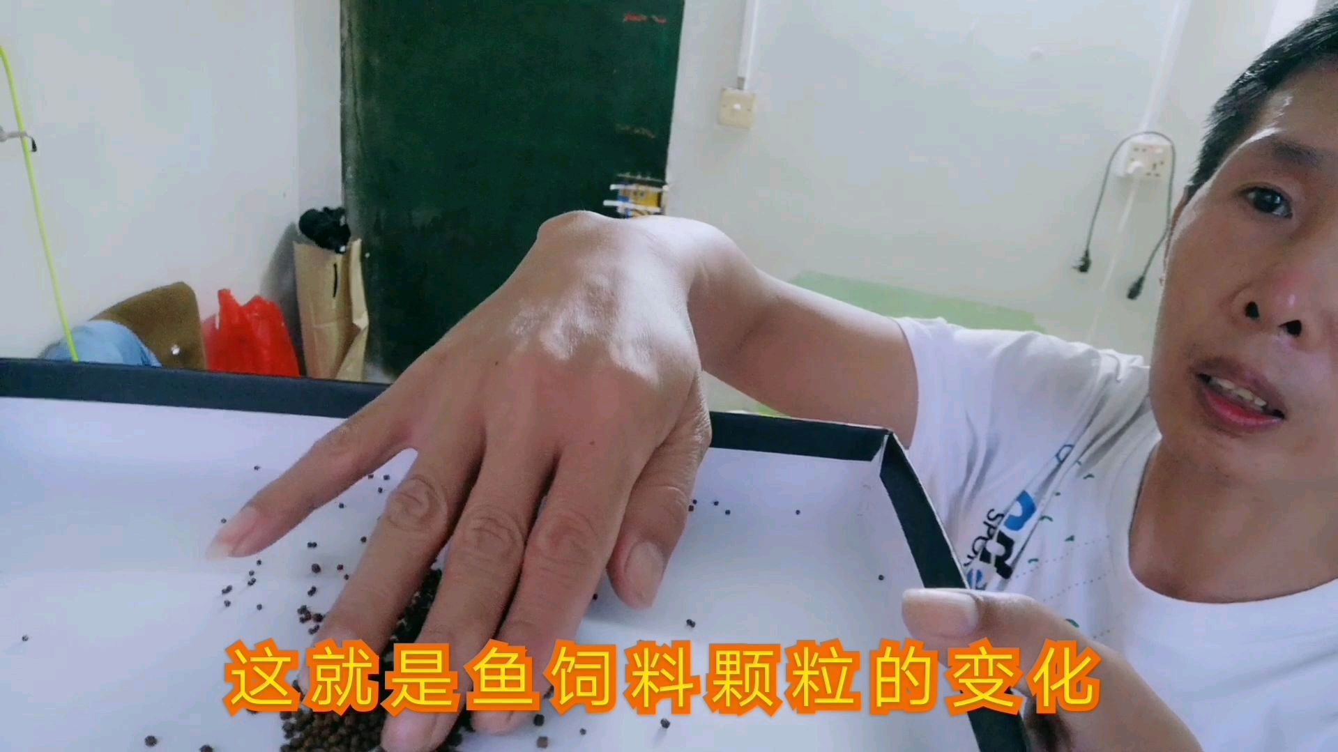 鱼苗喂什么饲料?不同的鱼苗怎么喂?这样喂可以长得很好