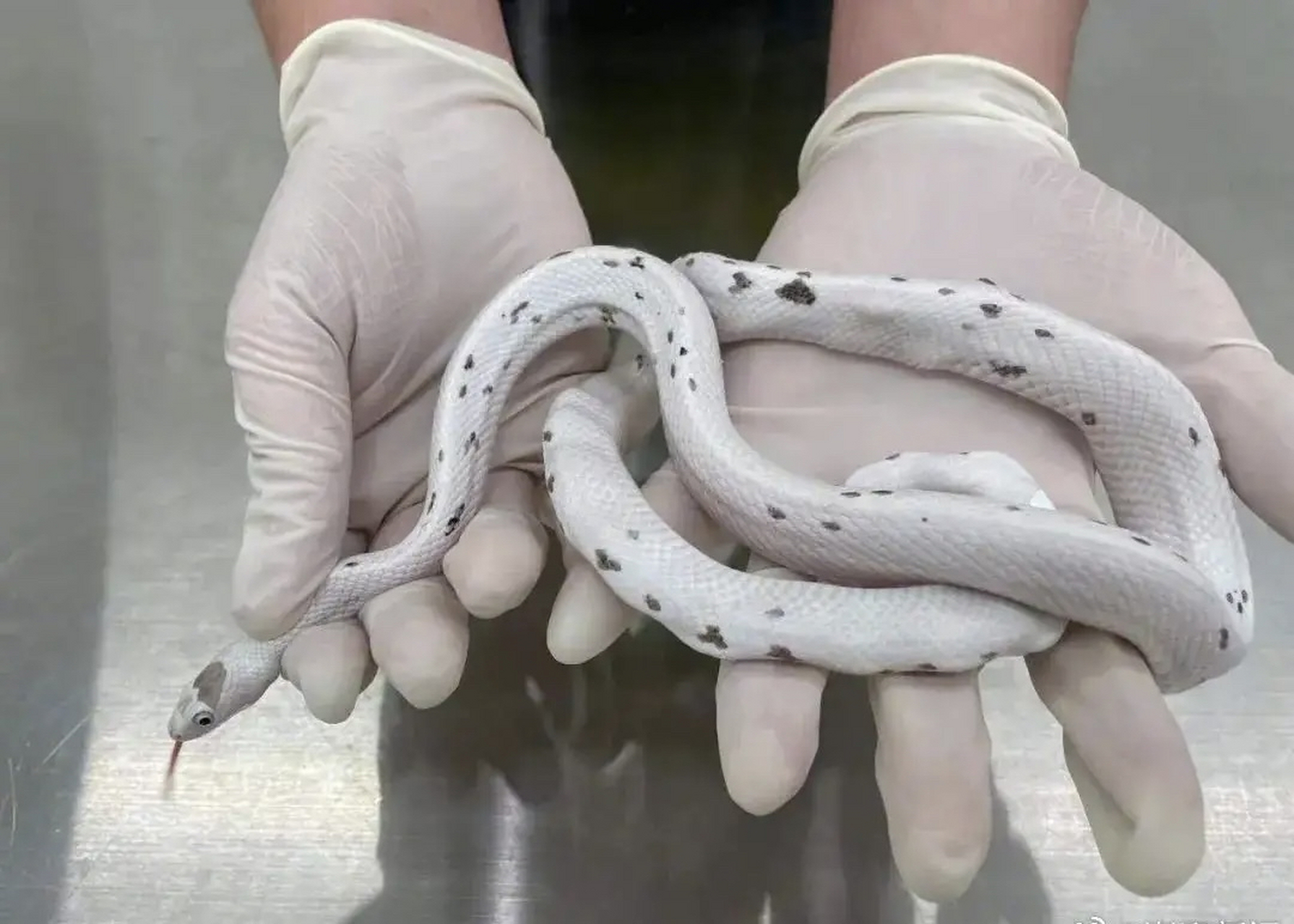 【深圳福田口岸查获#一名女性旅客胸部藏匿5条活蛇入