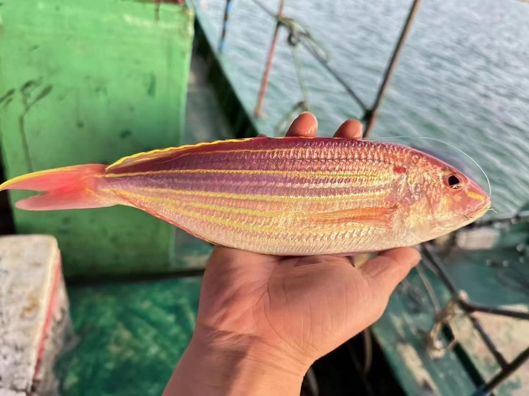 海钓金线鱼,肉质细嫩,全身肉 刺少 干煎清蒸 特好吃!