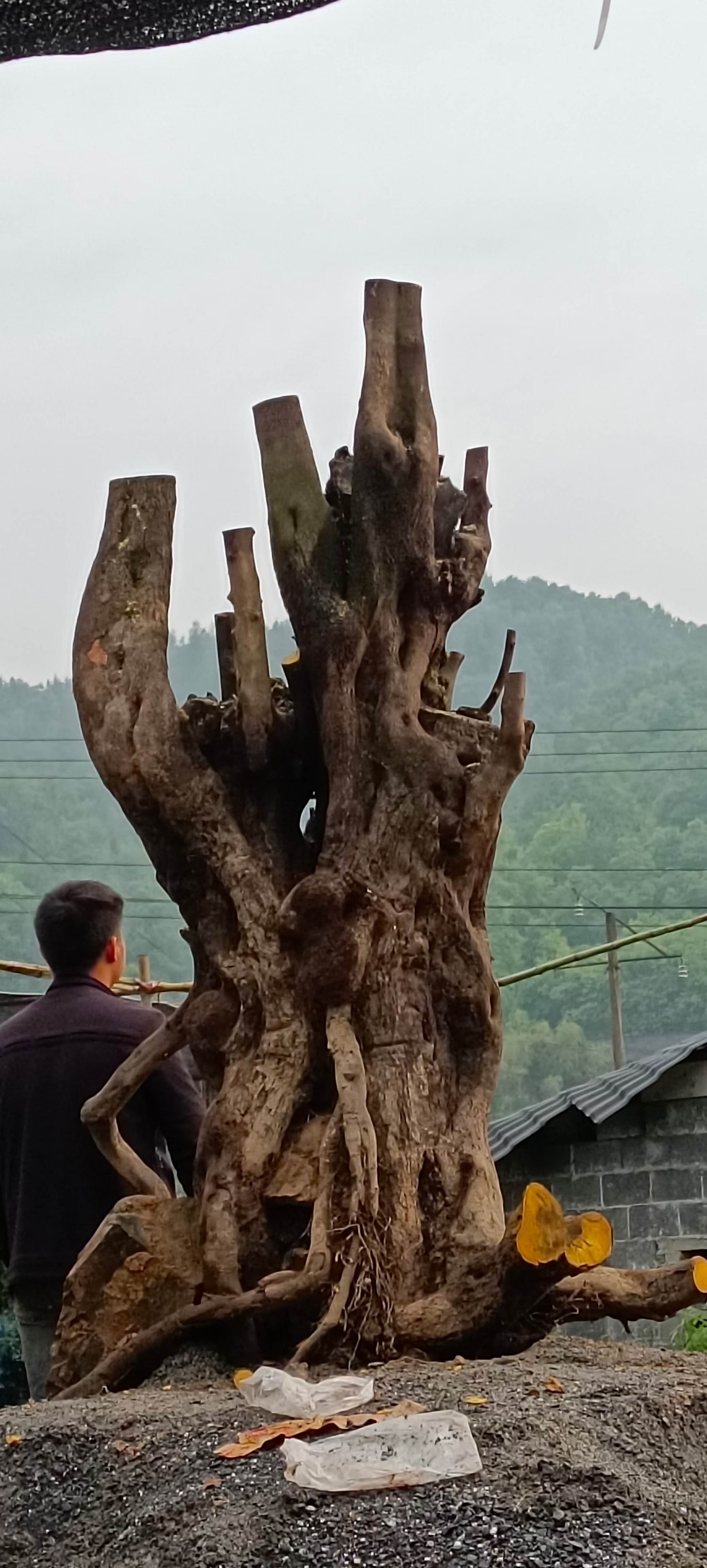 卖个存货金弹子大矮霸,高180直径60,500多斤