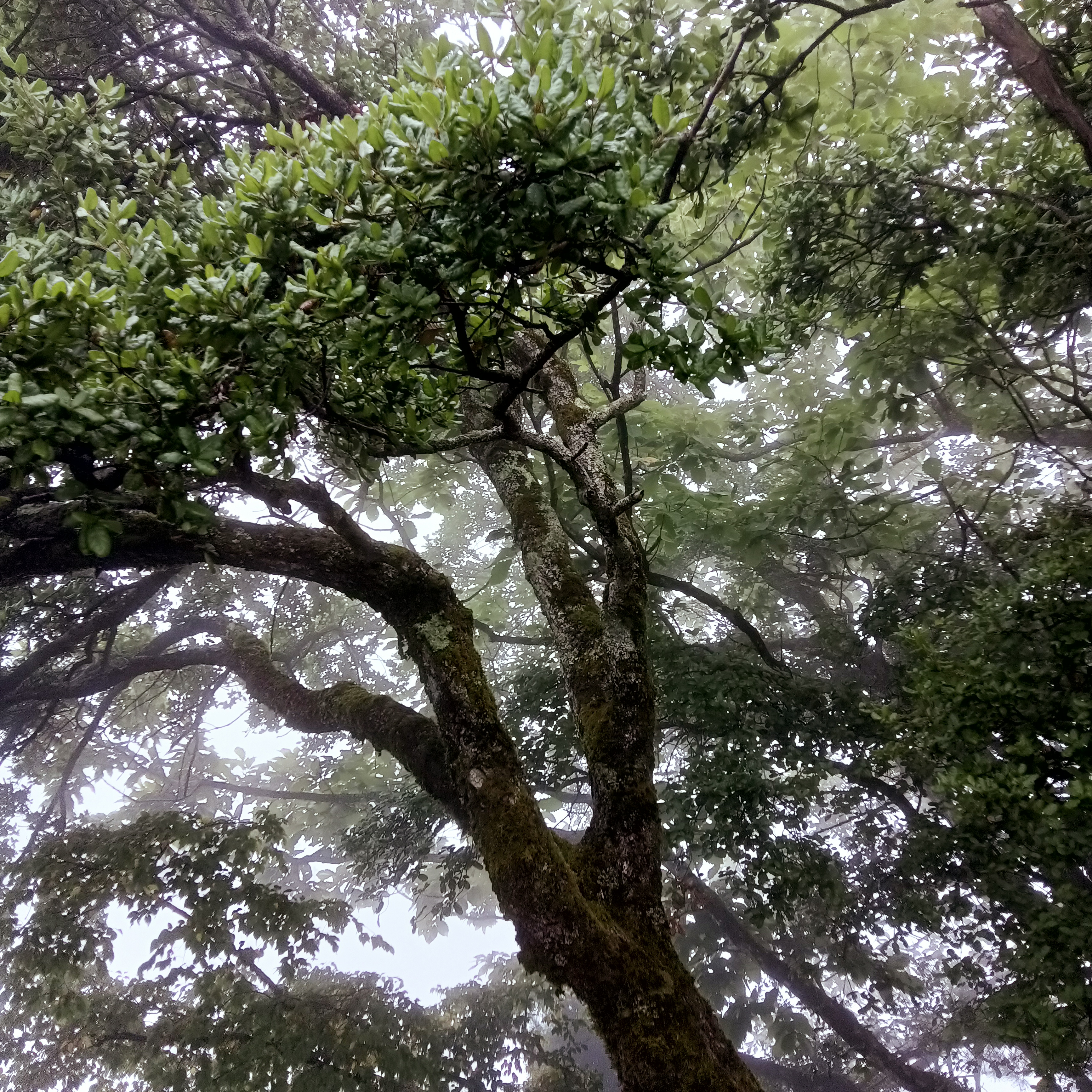 擂鼓台风景区图片