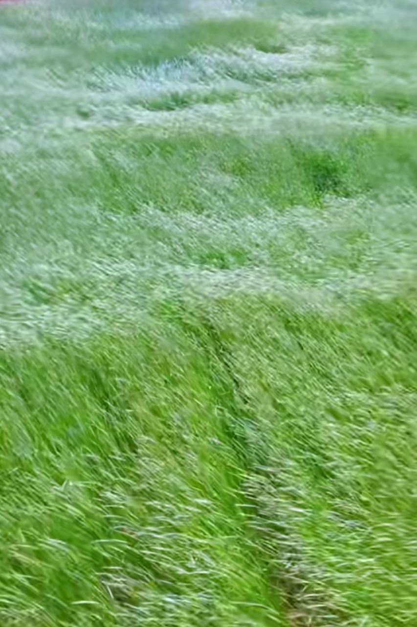 风随着自己的意思吹,你只听到风的声音却不知道它从哪里来要往哪里去