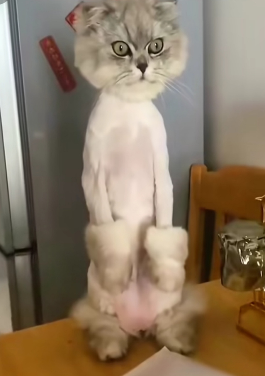 猫咪:看看!这事做的和人沾边吗?网友"这是变身迪路兽了呀"