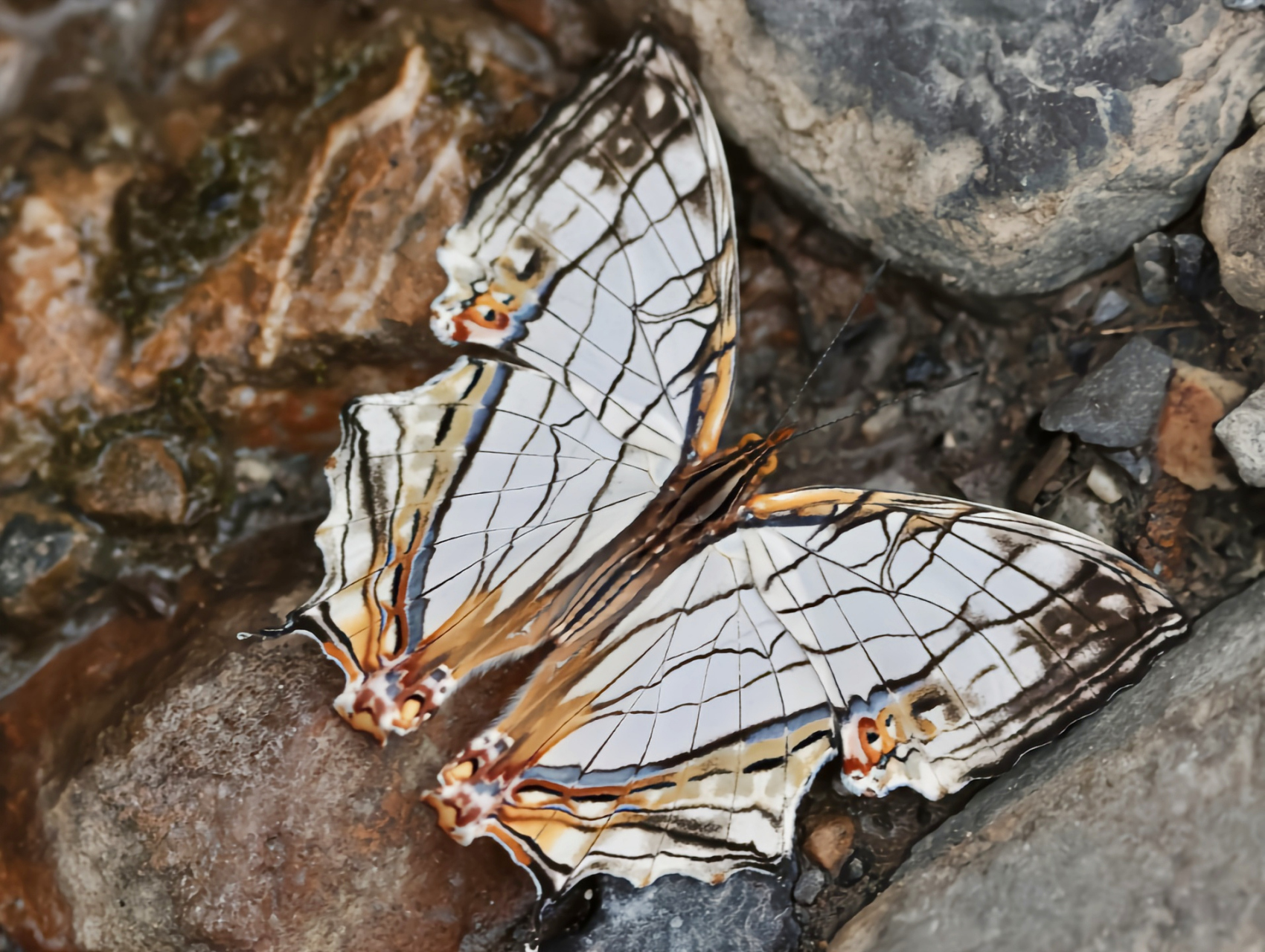 每天认识一种昆虫——丝纹蛱蝶 丝纹蛱蝶别名网丝蛱蝶,是鳞翅目,蛱蝶