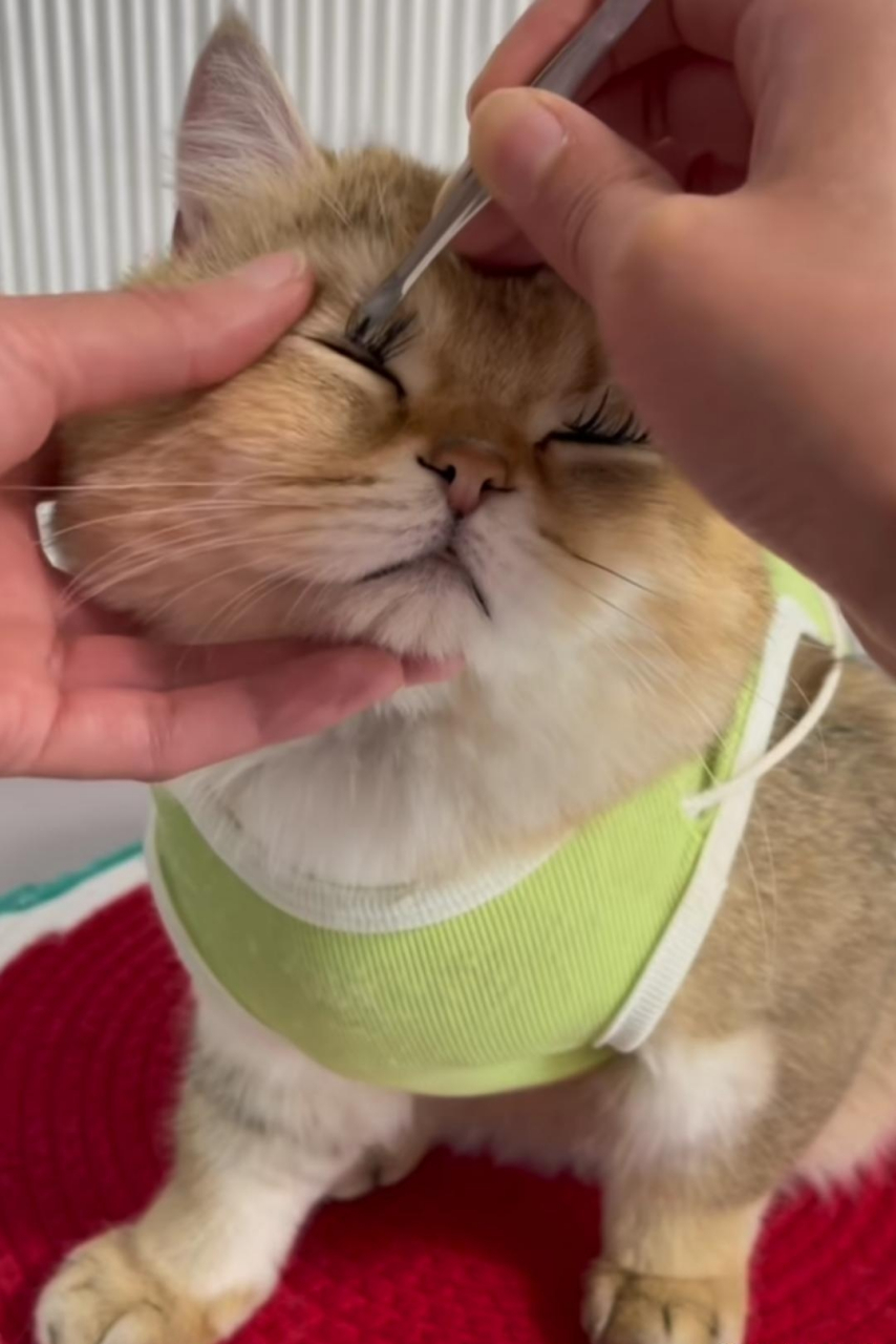 猫猫带上假睫毛,怎么感觉有点妖里妖气的呢?#趣图搞笑# #哈基咪